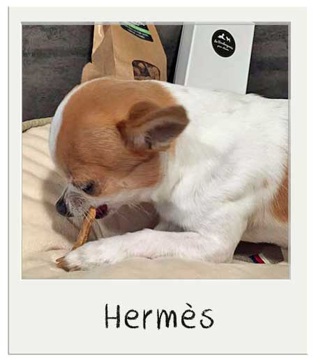 Hermès avec les biscuits personnalisés pour chien